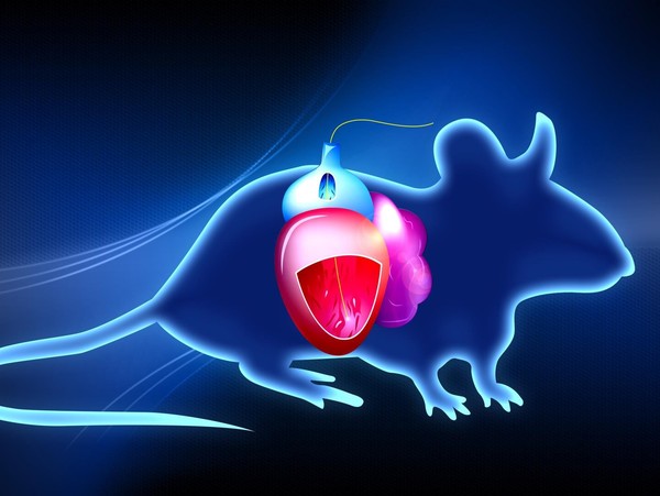 FISO光纤微导管压力测量系统