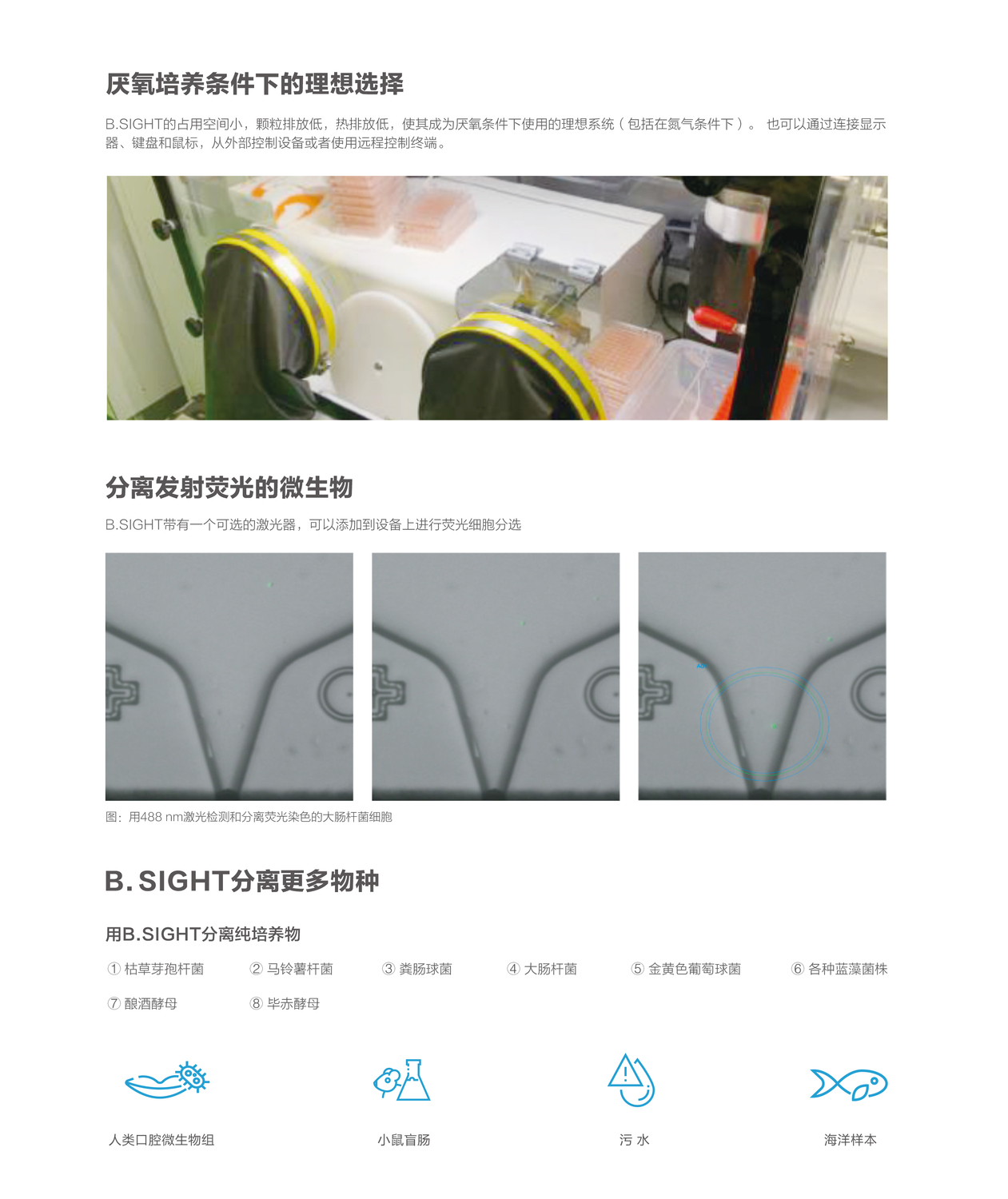 B.sight-3.jpg